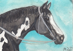 ACEO original Watercolor Art Card HORSE bblack frame overo Paint in snaffle