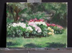 Japanese tree peony flowers, oil painting
