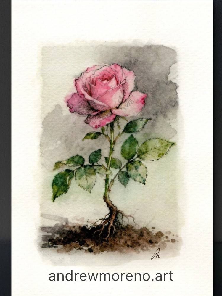 Original Watercolor Rose Painting Collection – 5×7 Collectors Size